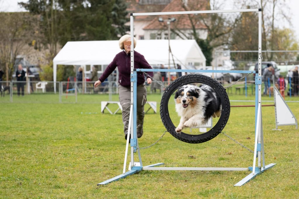 Hund springt durch Reifen